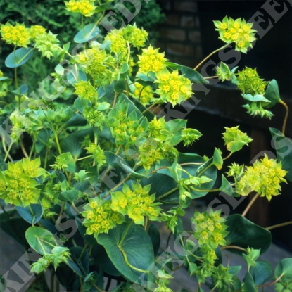 Picture of Bupleurum - Griffiti